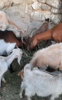 بز سانن