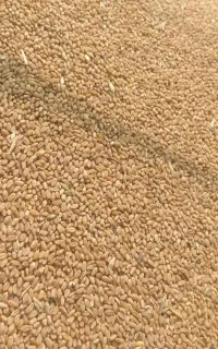 گندم برات