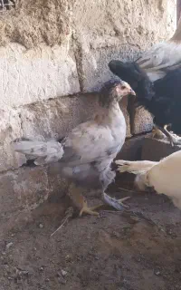 جوجه ۵ماه برامو