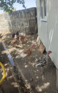 بوقلمون