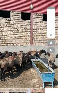 فروش میش شالی