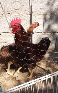 فروش‌مرغ‌وخروس‌وجوجه