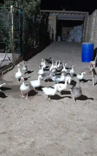 تعداد ۲۰ عدد غاز و جوجه غاز