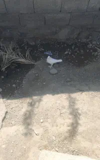 کبوترماده‌درحد
