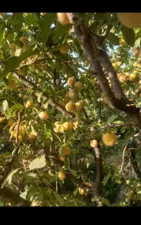 الو زرد خوشمزه طعم عالی