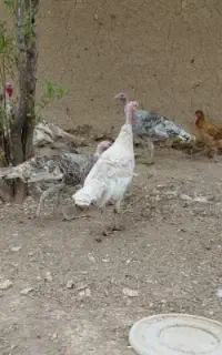 بوقلمون