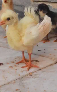 جوجه طاوس۳/۵۰۰م تومن
