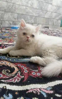 بچه گربه پرشین چشم آبی