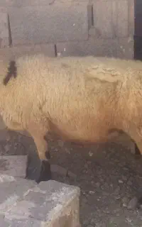 میش