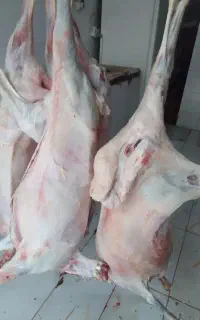 بره نر چاق چاق