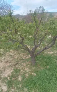 دنبال کارنگهبانی و سرایداری ساختمان و باغ هستم