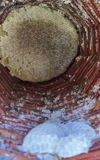 عسل طبیعی درمانی ستتی هورامان