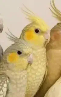 عروس هلندی گم شده