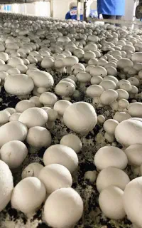 پرورش قارچ/ آموزش قارچ/مشاوره