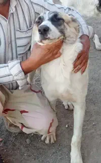 توله نر