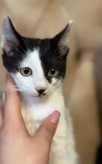 واگذاری بچه گربه سه ماهه