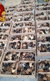 درود پخش عمده و خرده جوجه های درجه یک