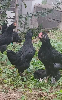 مرغ مرندی