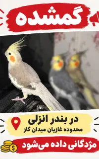 پرنده گمشده