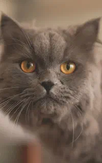 یک جفت گربه اسکاتیش و هیمالین