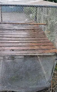 قفس