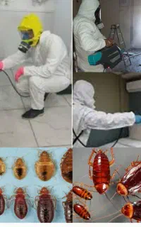 سمپاشی ساس کنه سوسک موش موریانه سمپاشی ضمانتی