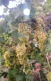 اجاره انگور