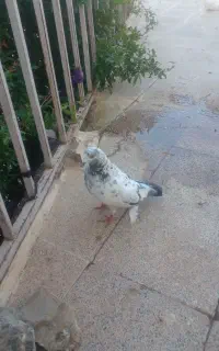 کبوتر نر