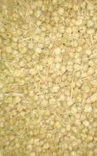 اسپند فروشی موجوده