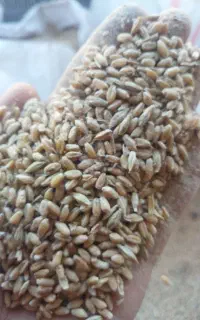 فروش گندم
