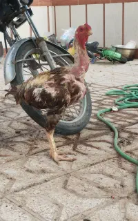 تخم لاری اصیل