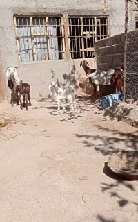 پنج راس بز و بزغاله