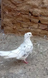 فروش کبوتر