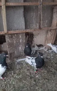 کبوتر کله دار