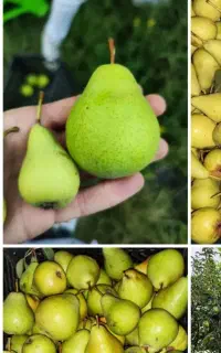 گلابی ارگانیک
