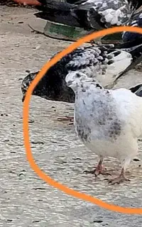 کبوتر گمشده