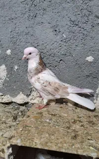 کبوتر