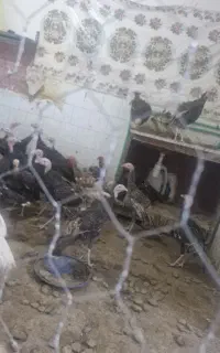 بوقلمون برنزه