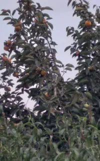 خرید خرمالو