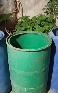 فروش وش بشکه زیتون مقاوم ضخیم