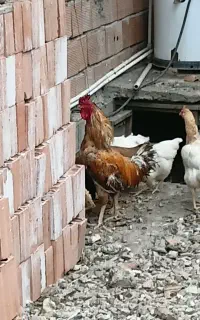 خروس دورگ درشت