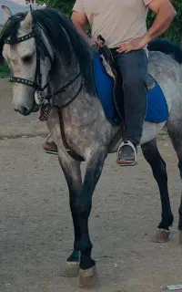 کشش شاهان نوری