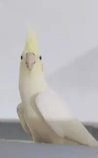 عروس هلندی نر بدون قفس