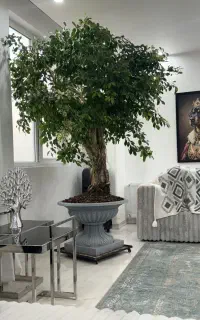 درختچه های فوق زیبا کلکسیونی خاص