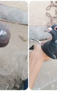 جفت پلنگ کلاهیی