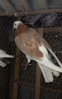 کبوتر تهرانی پرش)(نر)