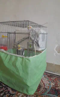 عروس هلندی