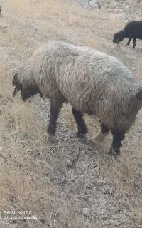 قوچ