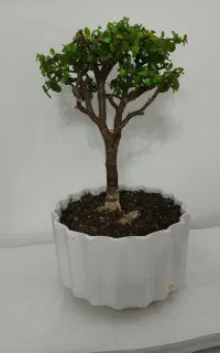 بنسای کهنسال کراسولاخرفه‌ای۱۰ ساله باگلدان سرامیکی