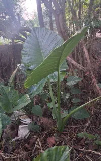 گل باباآدم ازسایز بزرگ تاخیلی کوچک موجوده